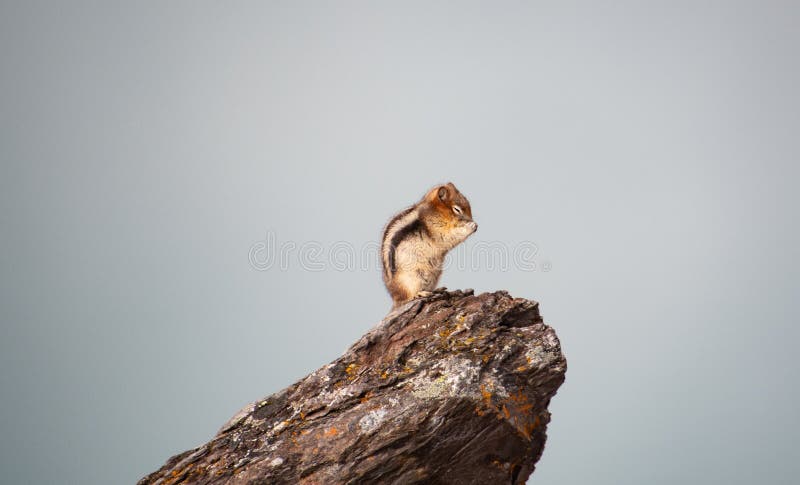 Golden-mantled ground squirrel sitting on the rock.   Banff National Park,  AB Canada