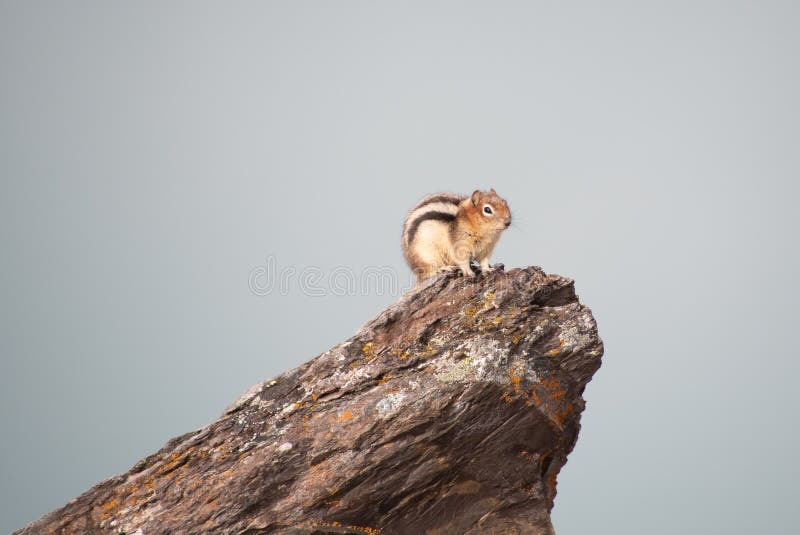 Golden-mantled ground squirrel sitting on the rock.   Banff National Park,  AB Canada