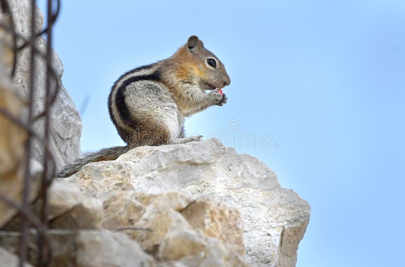 Golden-mantled Ground Squirrel,  Callospermophilus lateralis, on Snowbird. Snowbird ski resort mountain in summer, Salt Lake County, Utah USA.  Little Cottonwood Canyon in the Wasatch Range of the Rocky Mountains. Golden-mantled Ground Squirrel,  Callospermophilus lateralis, on Snowbird. Snowbird ski resort mountain in summer, Salt Lake County, Utah USA.  Little Cottonwood Canyon in the Wasatch Range of the Rocky Mountains.