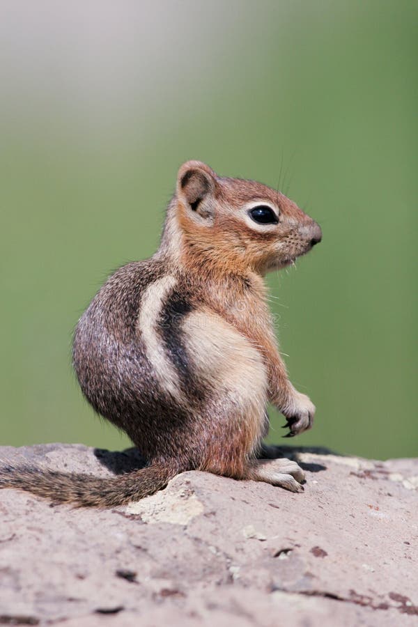 Profile portrait of a Golden-mantled Ground Squirrel. Profile portrait of a Golden-mantled Ground Squirrel