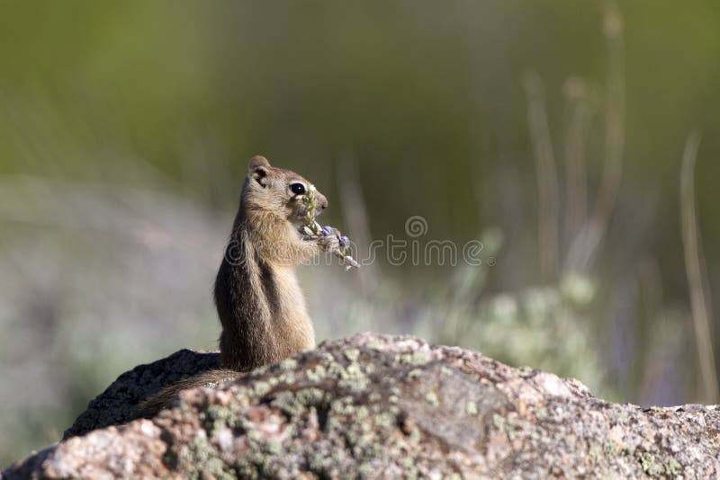 Golden-mantled Ground Squirrel eats a Silvery Lupine wildflower in Black Canyon of the Gunnison National Park in Colorado. Golden-mantled Ground Squirrel eats a Silvery Lupine wildflower in Black Canyon of the Gunnison National Park in Colorado