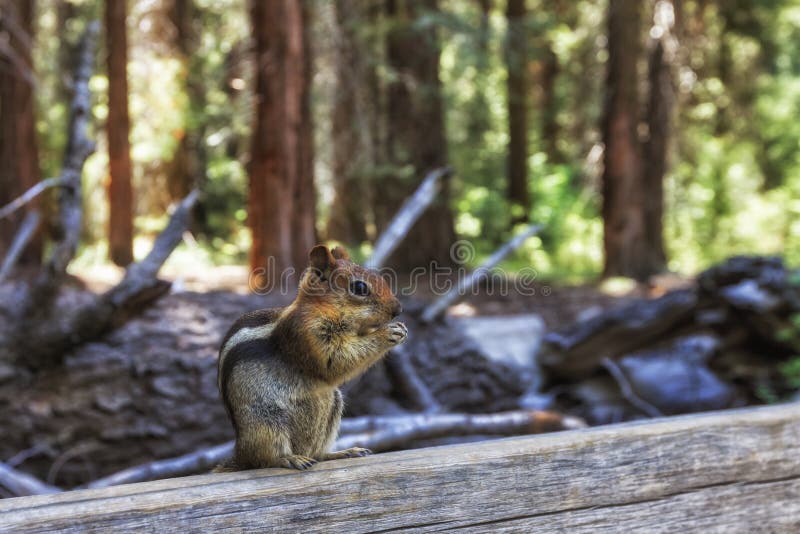 The golden-mantled ground squirrel (Spermophilus lateralis) is often confused with a chipmunk, but is somewhat larger. Native to most forested areas of North America, it is one of the most appealing creatures due to its gregarious nature and sheer cuteness. Picture was taken in Sequoia National Forest