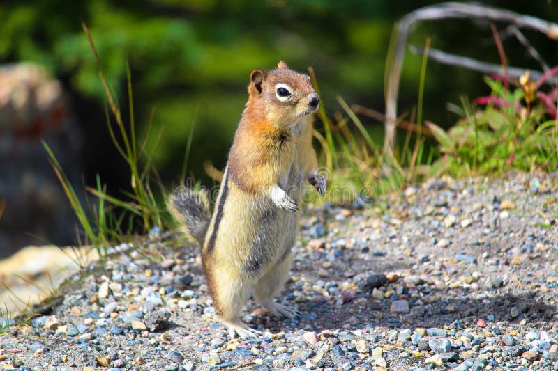 A Golden Mantled Ground Squirrel standing up.