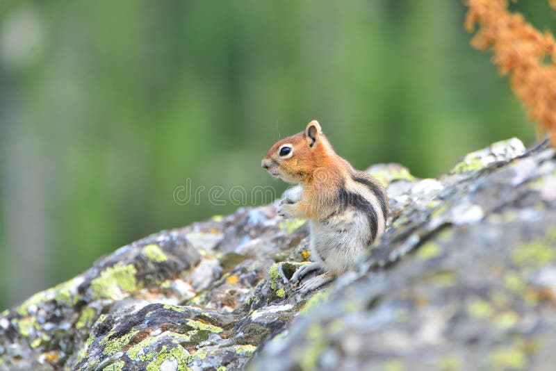 Golden-mantled ground squirrel is a type of ground squirrel found in mountainous areas North America