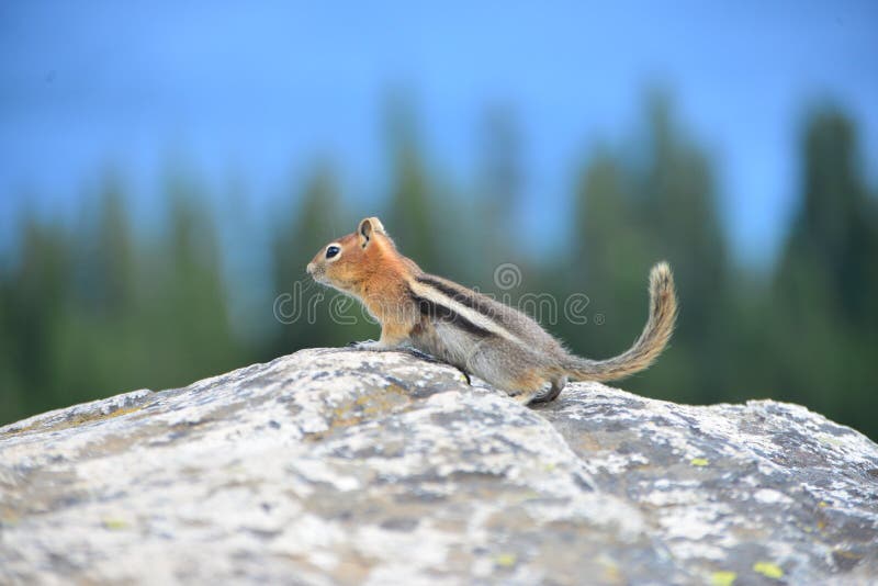 Golden-mantled ground squirrel is a type of ground squirrel found in mountainous areas North America