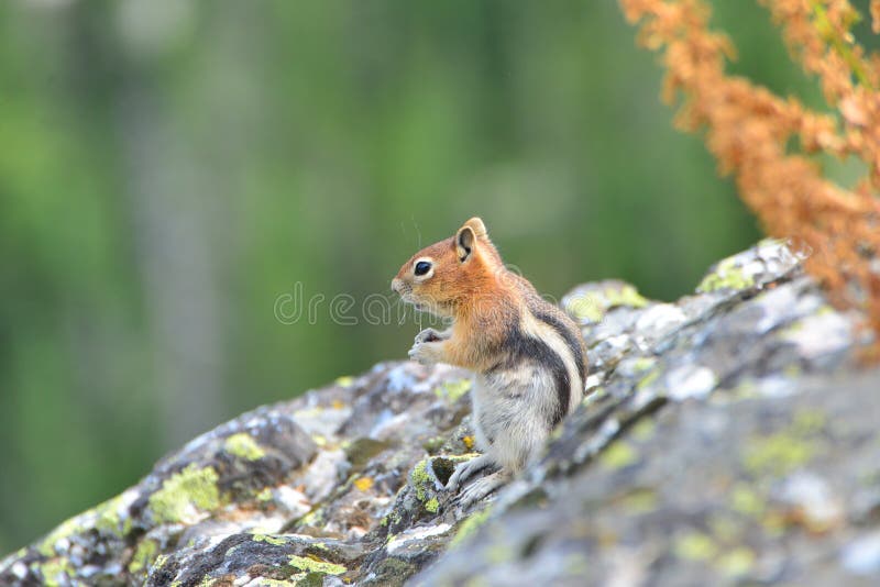 Golden-mantled ground squirrel is a type of ground squirrel found in mountainous areas North America