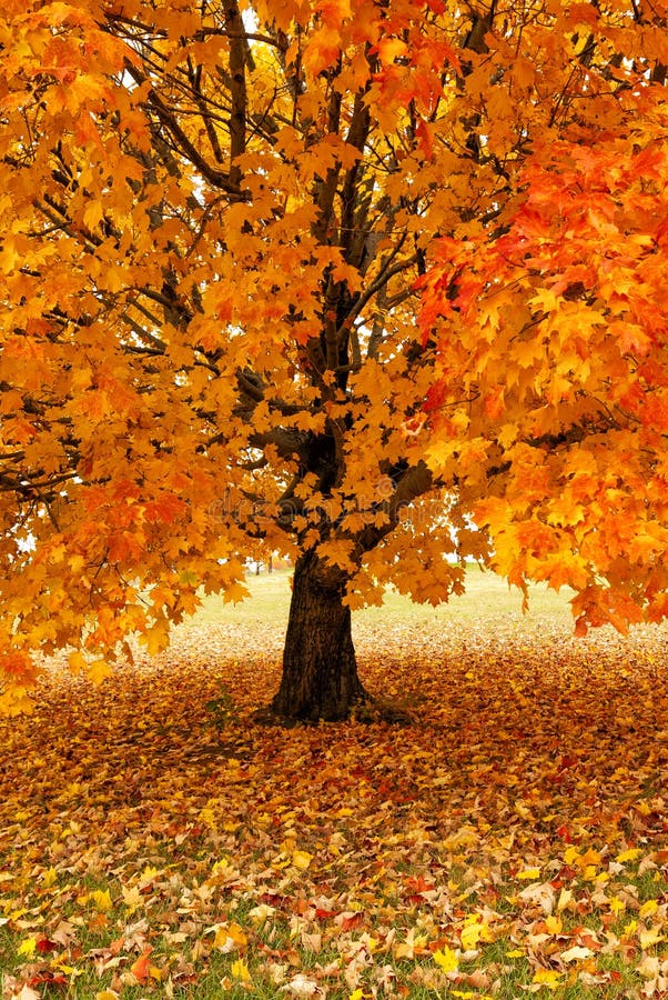 Golden Maple Tree in Autumn Stock Image - Image of outdoors, nature ...