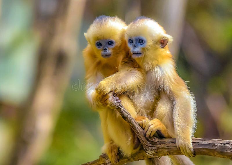 Golden monkey stock image. Image of golden, animal, woods - 160331577