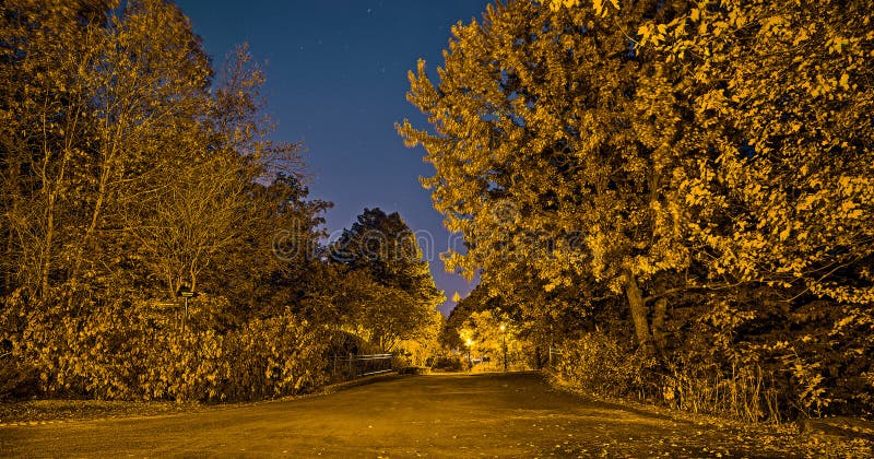 Golden Mont-Royal park from Montreal, Canada in the fall night. The golden autumn scene with trees and shrubs.