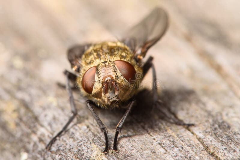 Small Golden Colored Muscidae Fly with Dark Red Compound Eyes. Small Golden Colored Muscidae Fly with Dark Red Compound Eyes