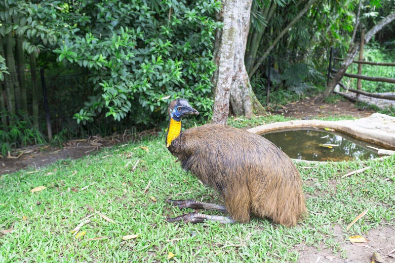 Flightless bird golden neck cassowary