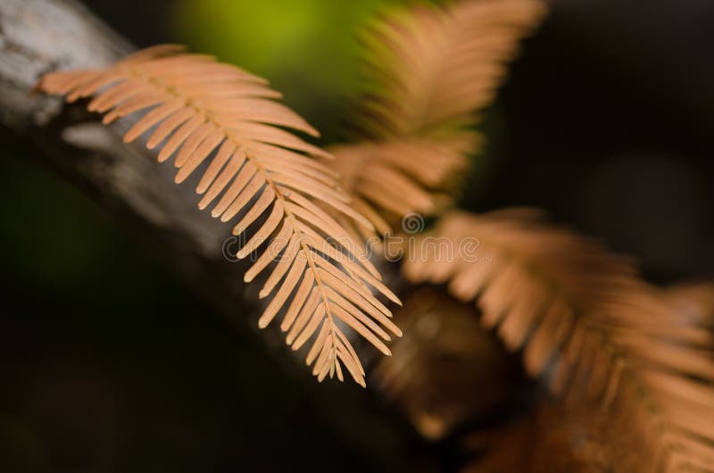 The Golden Needles Of The Dawn Redwood In Autumn Stock Image Image of