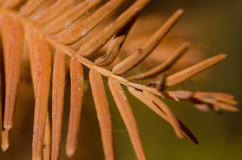The Golden Needles of the Dawn Redwood in Autumn Stock Image Image of