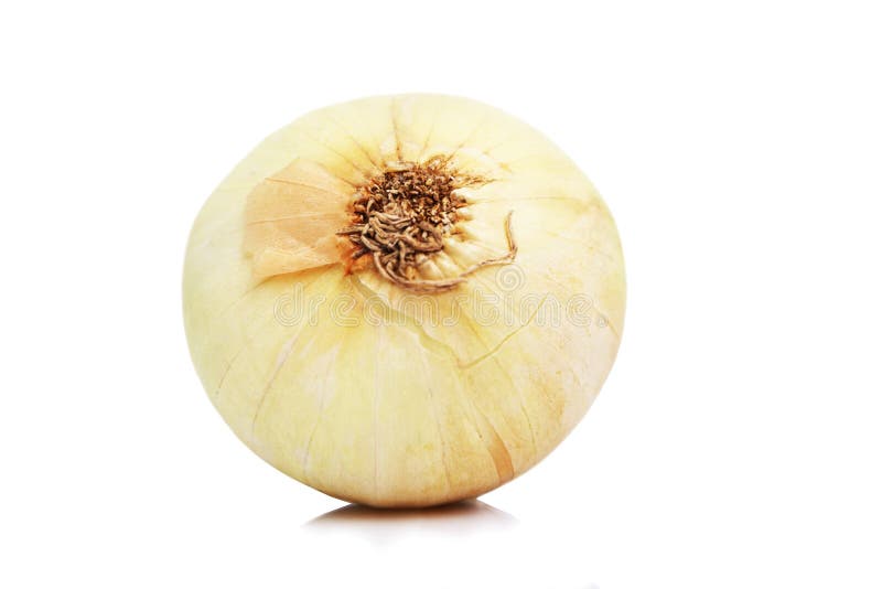 Big Onion Head in Hand on a White Background. Isolate Huge Vegetables