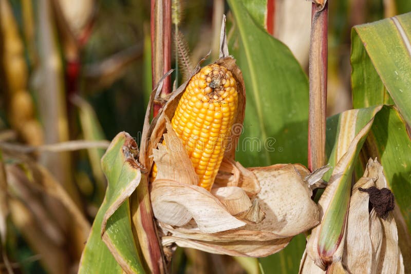 Golden open corn cob in late summer. this basic food is one of the most important foods. on the day without people. close up shoot stock photos