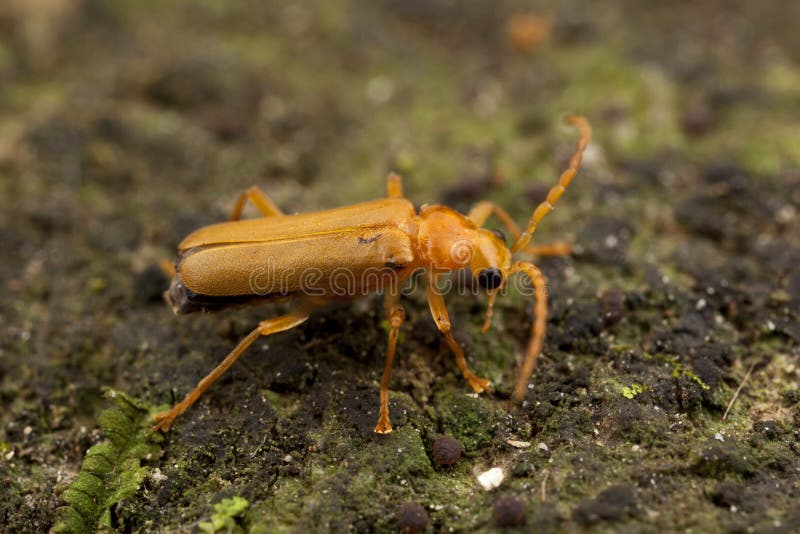 Golden Orange beetle