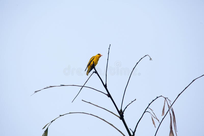 Golden oriole bird in kerala