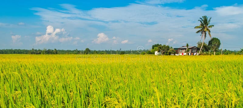 Golden Paddy field, road and a house