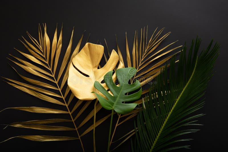 Golden palm leaf and green fresh tropical monstera leave texture on dark black background. Painted gold leaves and green