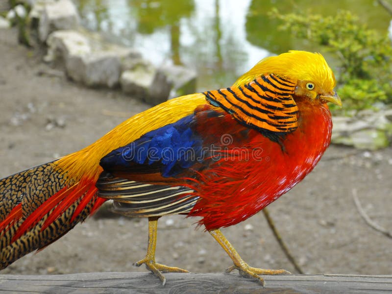 Wildlife or birds life: yellow pheasant on a log, taken at a bird farm by a pond. Wildlife or birds life: yellow pheasant on a log, taken at a bird farm by a pond.