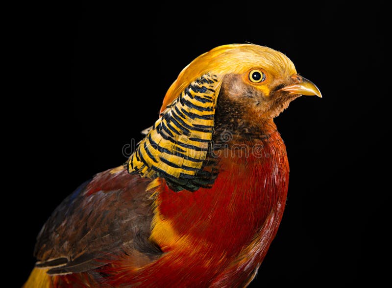The golden pheasant stock image. Image of walking, male 30664327