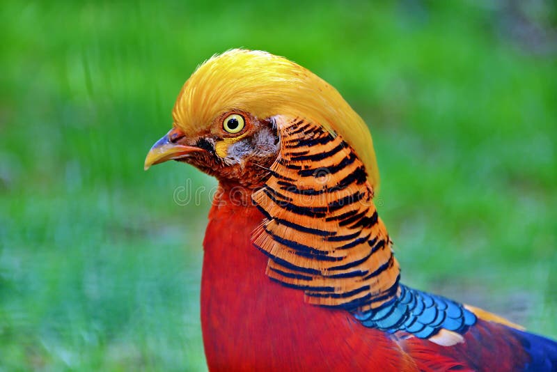 Golden pheasant bird portrait closeup. Chrysolophus pictus