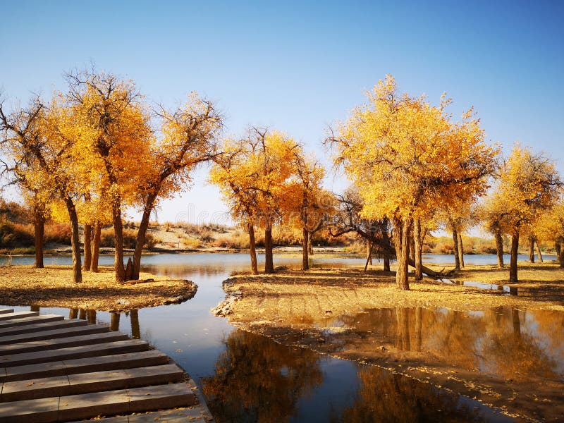 populus euphratica trees