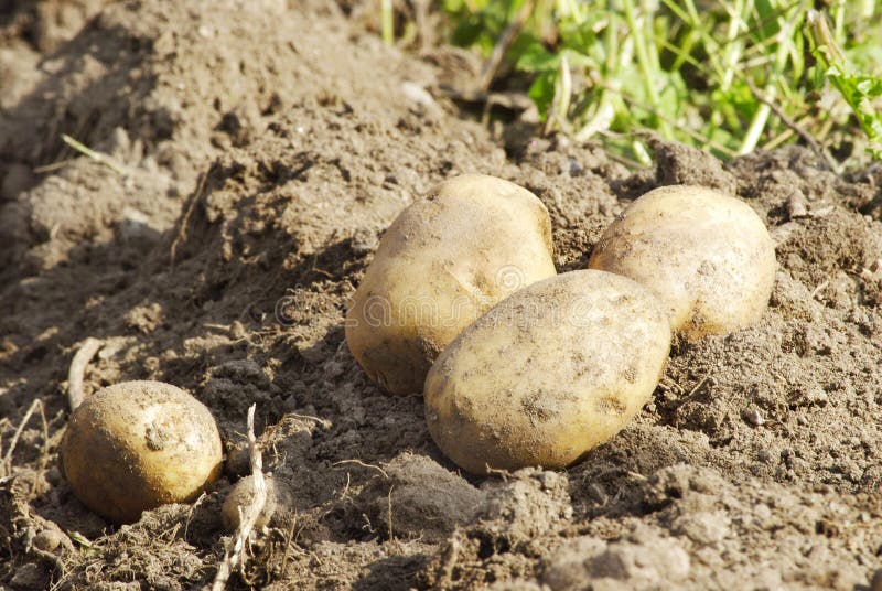 Golden potatoes stock photo. Image of country, harvesting 44164894