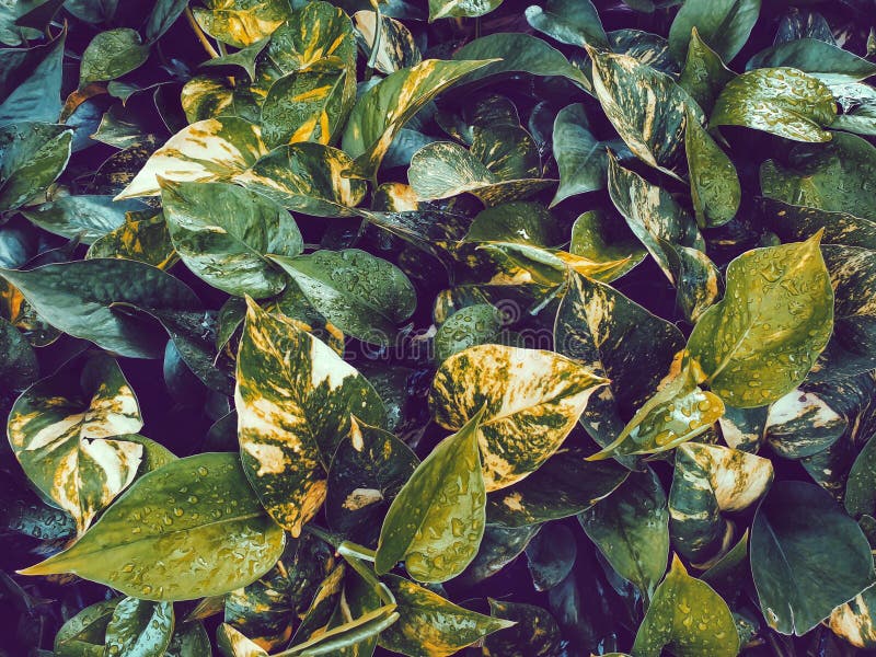 Pothos Wallpaper
