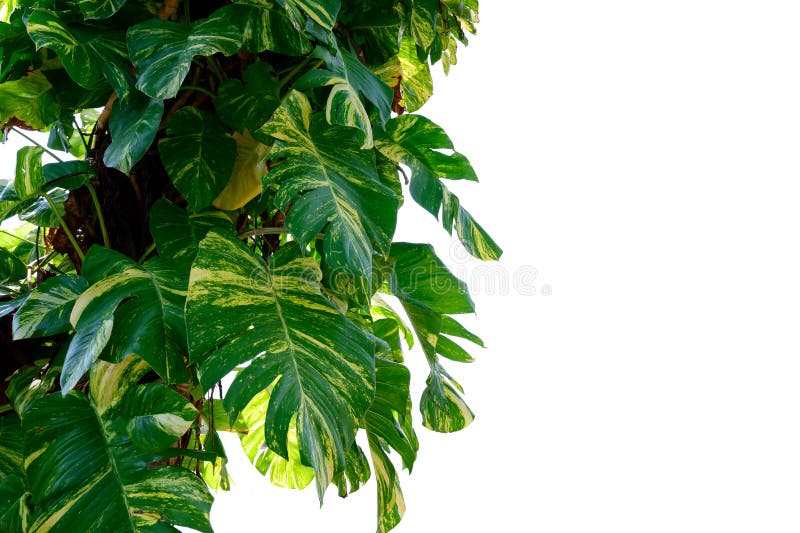 Golden pothos Isolate Betel leaf spotted white background Used in design Isolate stock photo