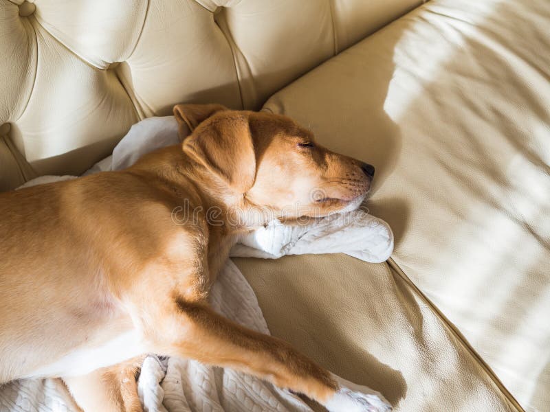 sleeping on a leather sofa