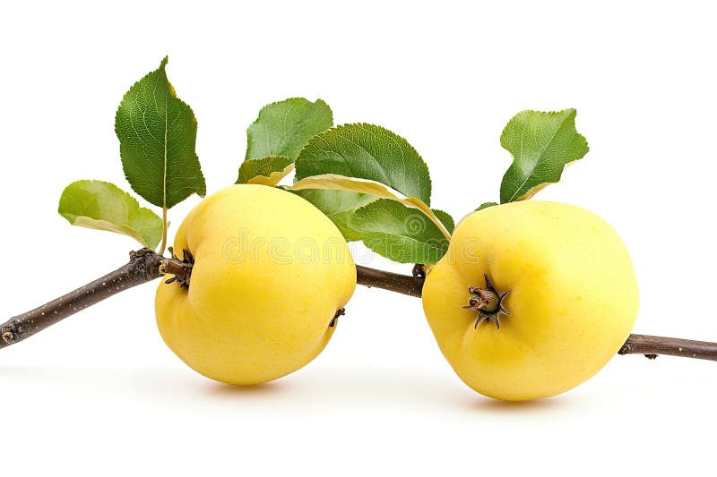Golden Quinces eingebettet in rustikalen Apfelzweig Herbst Ernte Bounty Lebend Gelbe Früchte gesunde Ernährung Stillleben vektor abbildung