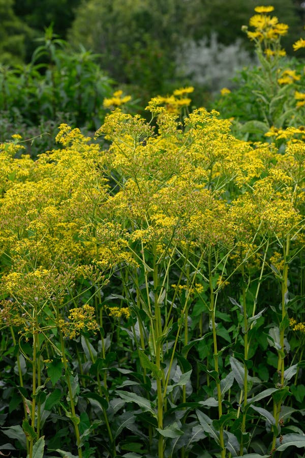 Golden Ragwort Senecio Doria Star-like yellow Flowering Plants in ...