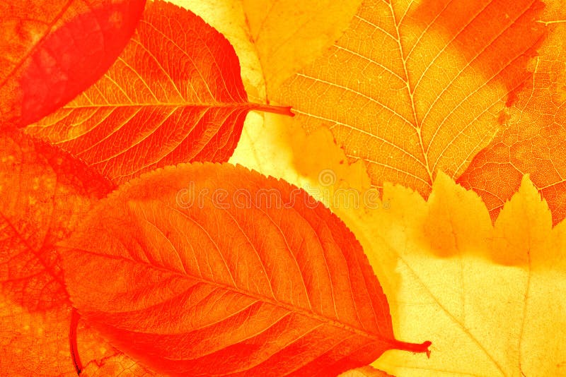 Golden and red leaves background