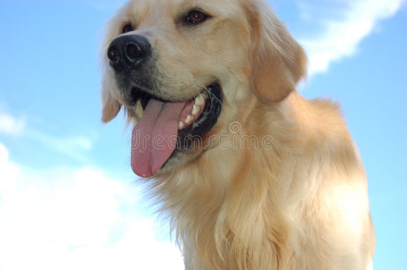 Golden retriever