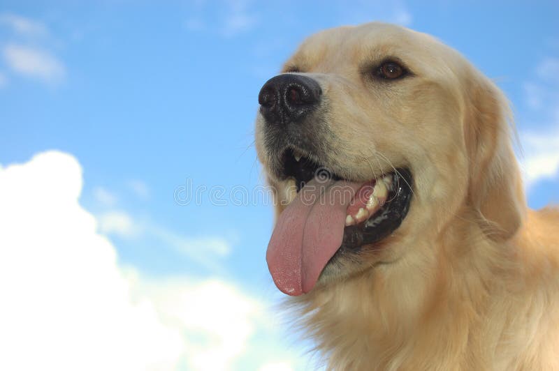 Golden retriever