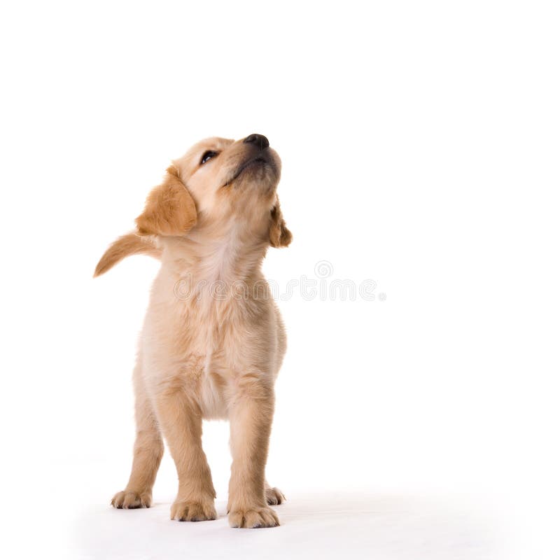 Golden retriever stock photos
