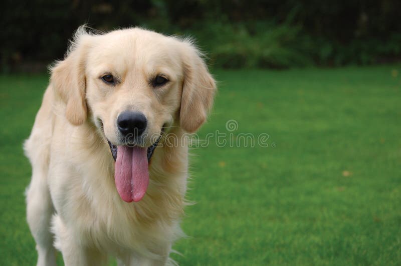 Golden Retriever