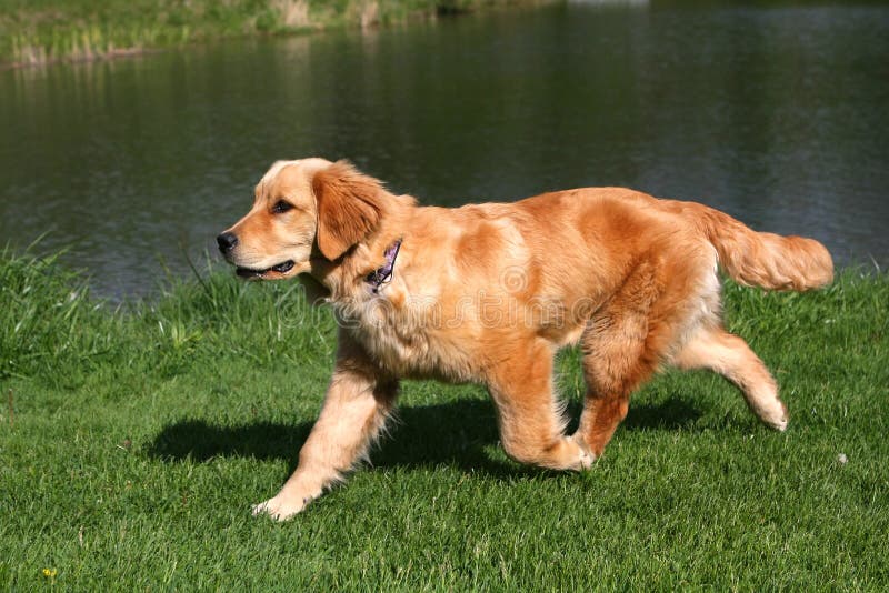 Golden Retriever