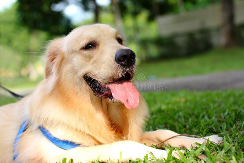 Perro perdiguero de oro el perro en.