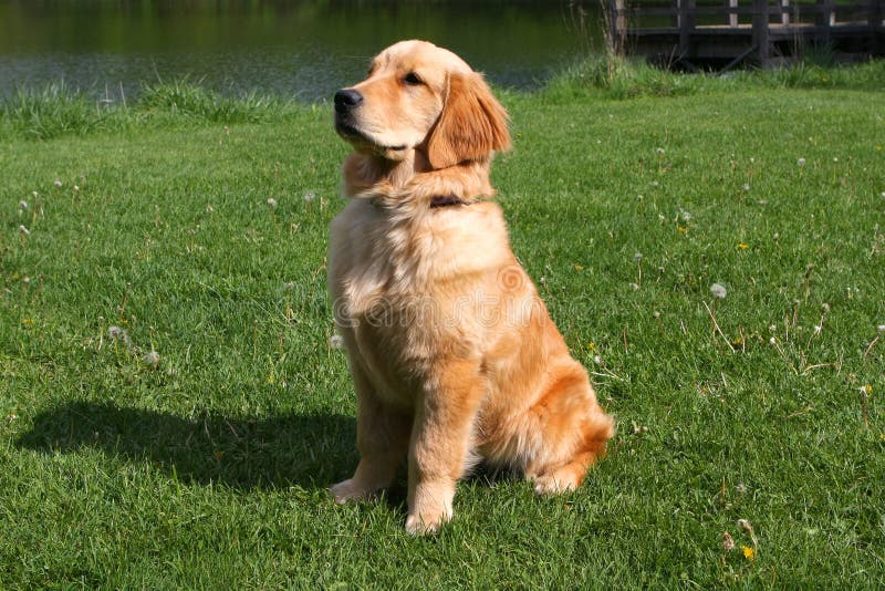 Golden Retriever