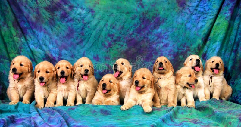 Golden Retriever royalty free stock photos Golden Retriever royalty free stock photos