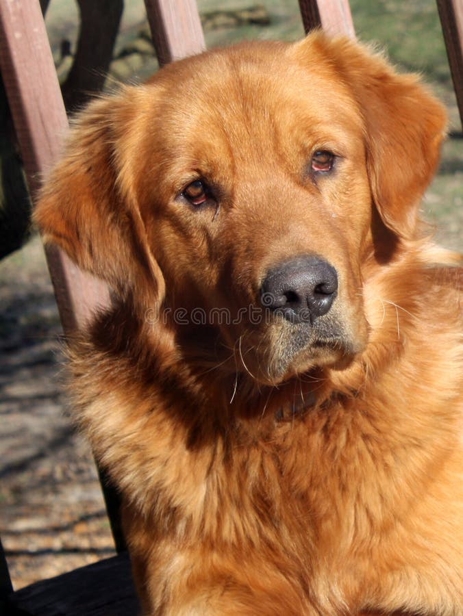 Golden Retriever stock image. Image of brown, head, puppy - 22124597