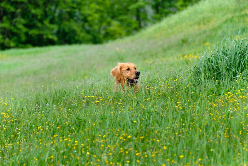 Golden retriever stock photo. Image of retrievers, animal 23046204