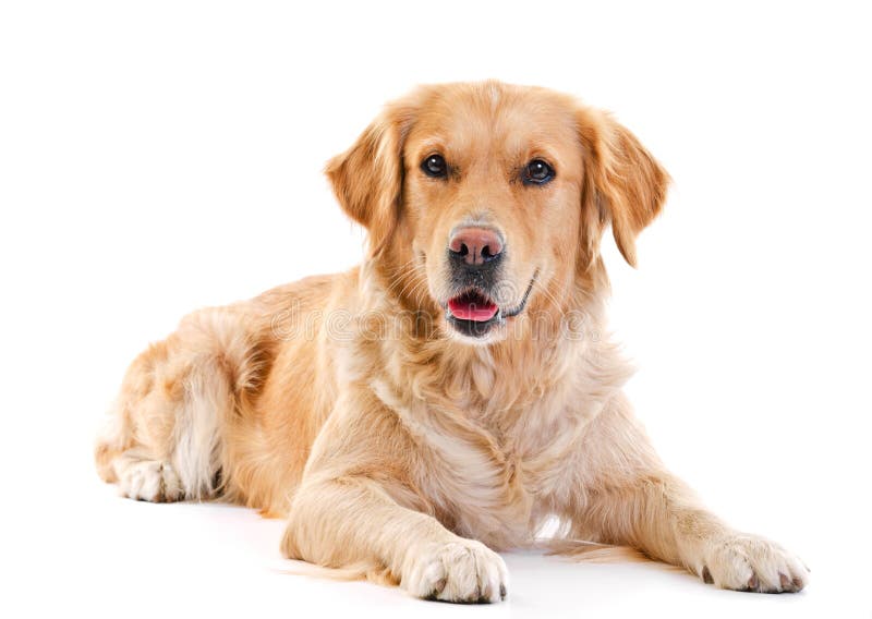 Golden retriever royalty free stock photography
