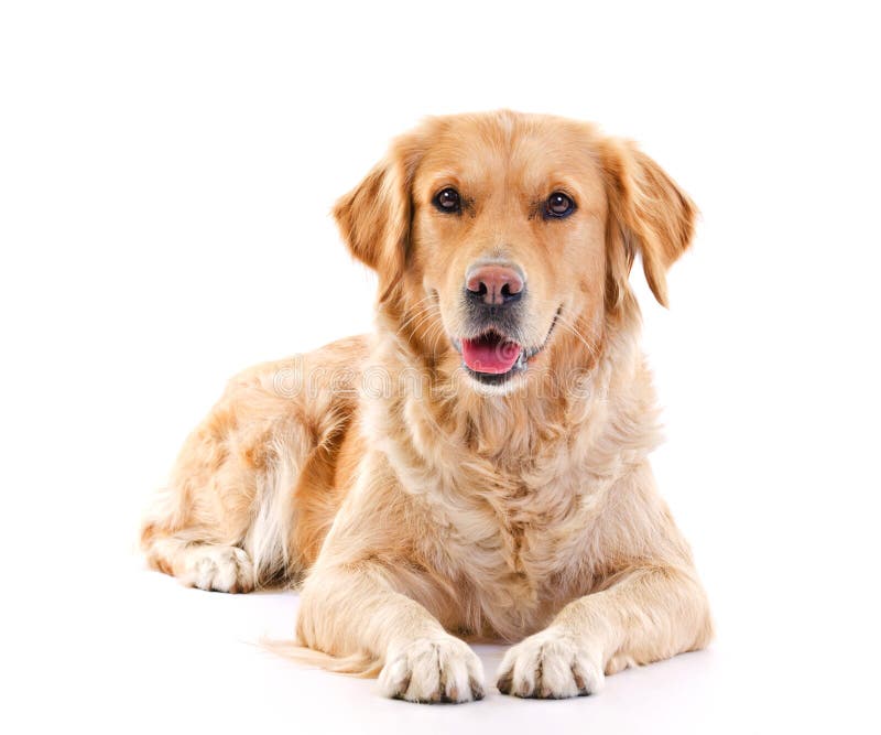 Golden retriever royalty free stock photo