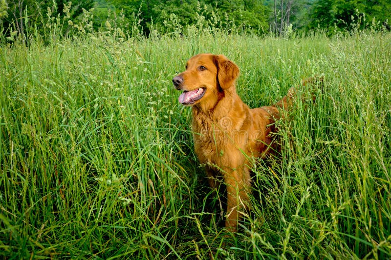 Golden Retriever