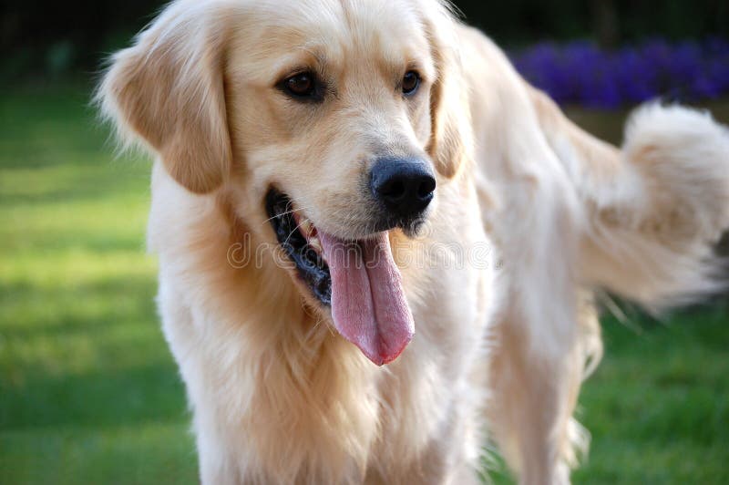 Golden retriever 3