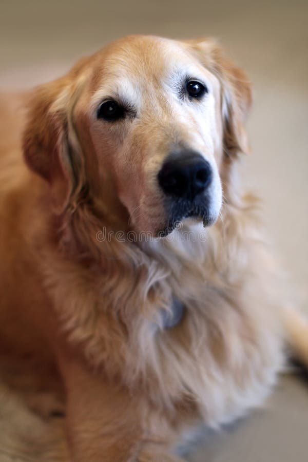 Golden Retriever on Dog Bed Scratching Itchy Ear Stock Image Image of