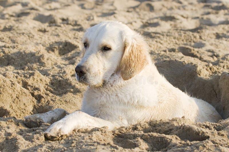 Golden retriever